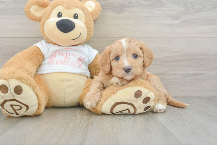 Cavapoo Pup Being Cute
