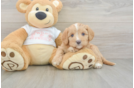 Cavapoo Pup Being Cute