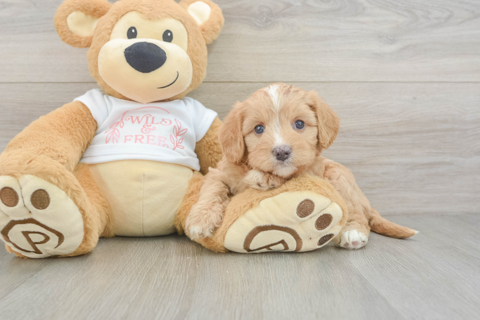 Cavapoo Pup Being Cute