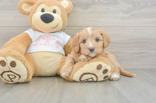 Cavapoo Pup Being Cute