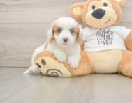 8 week old Cavapoo Puppy For Sale - Premier Pups