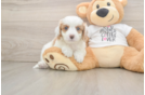 Hypoallergenic Cavadoodle Poodle Mix Puppy