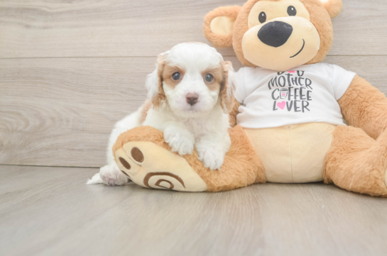 Hypoallergenic Cavadoodle Poodle Mix Puppy