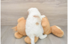Adorable Cavalier King Charles Spaniel and Poodle Mix Poodle Mix Puppy