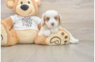 Best Cavapoo Baby