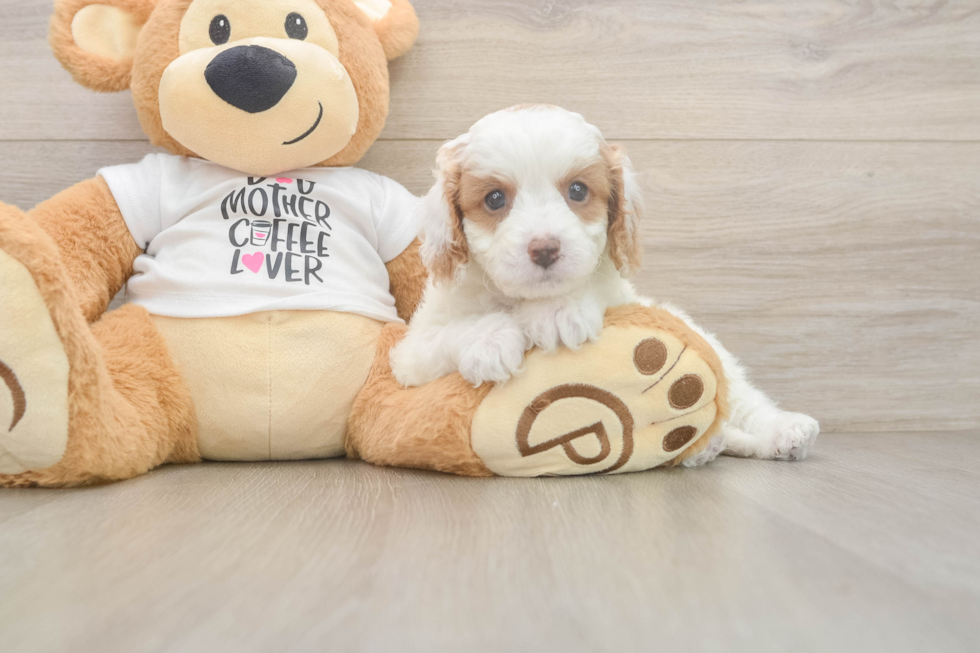 Best Cavapoo Baby