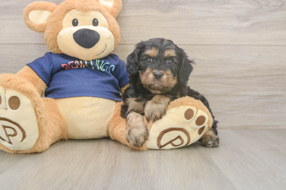5 week old Cavapoo Puppy For Sale - Premier Pups