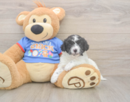 7 week old Cavapoo Puppy For Sale - Premier Pups