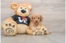 Cavapoo Puppy for Adoption