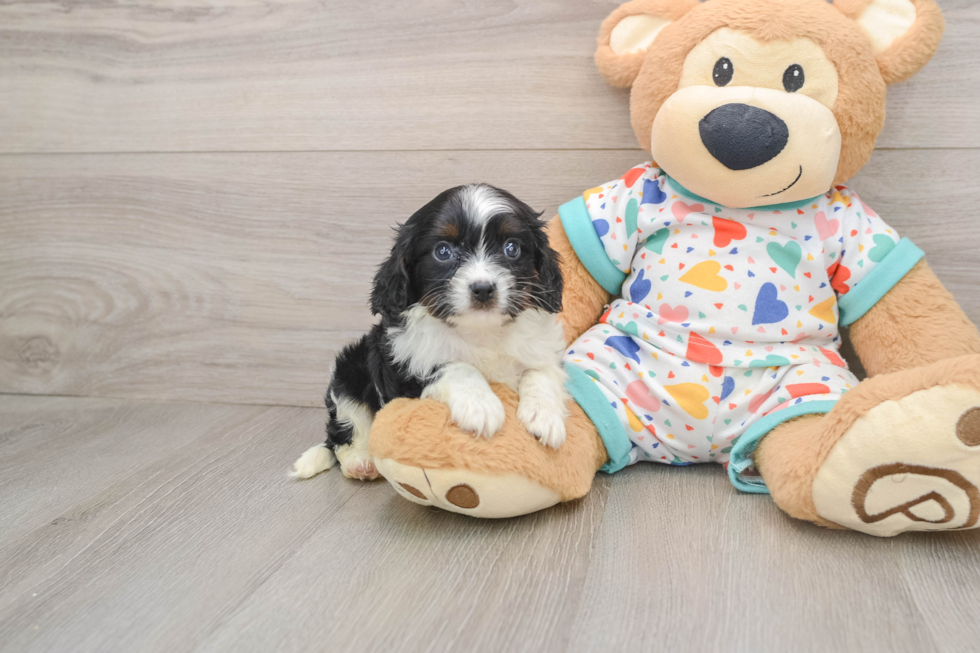Happy Cavapoo Baby