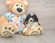 7 week old Cavapoo Puppy For Sale - Premier Pups