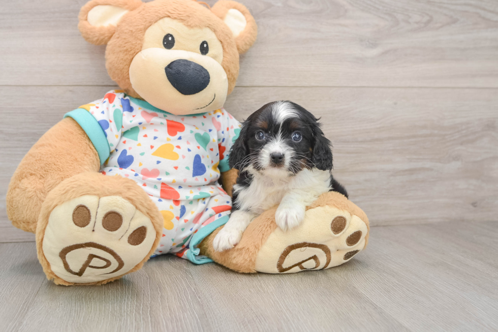 Cavapoo Puppy for Adoption