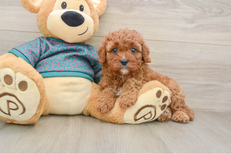 Cavapoo Pup Being Cute