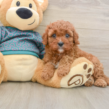 Cavapoo Pup Being Cute