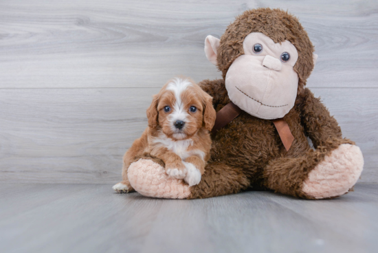 Cavapoo Pup Being Cute