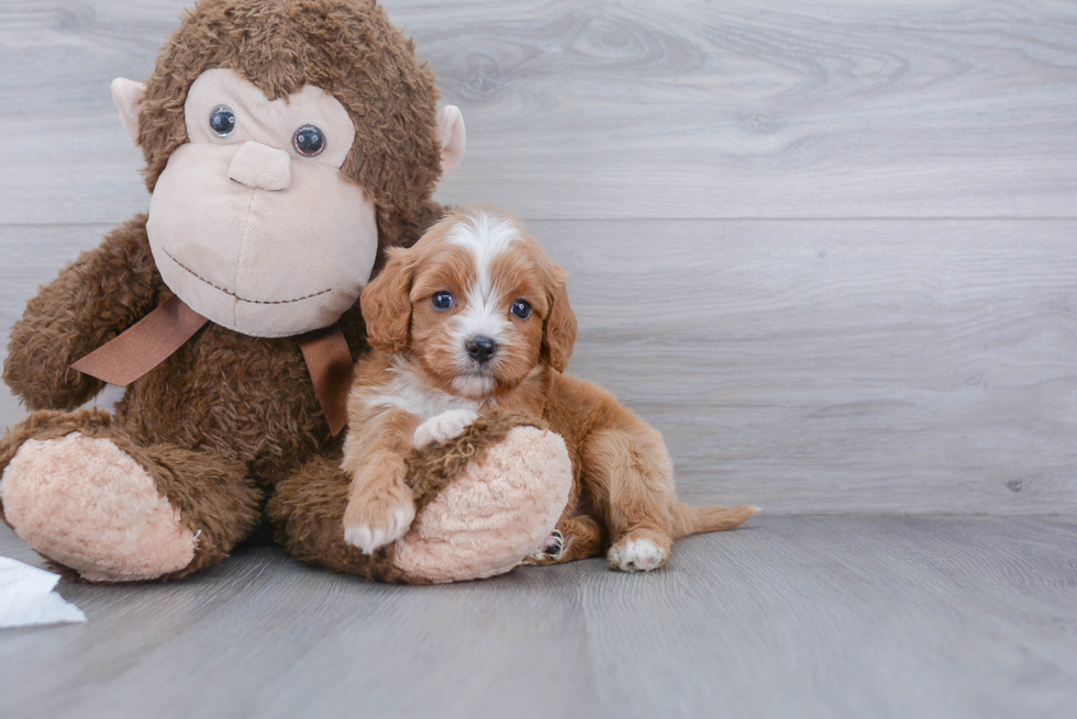 Cavapoo Pup Being Cute