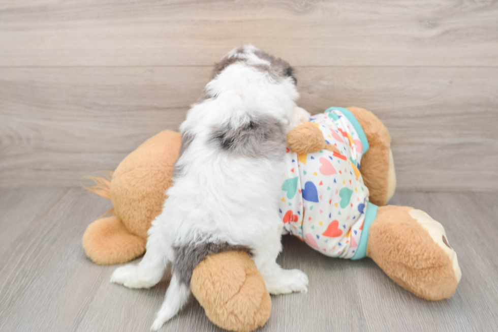 Best Cavapoo Baby