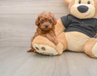 6 week old Cavapoo Puppy For Sale - Premier Pups