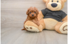 Friendly Cavapoo Baby