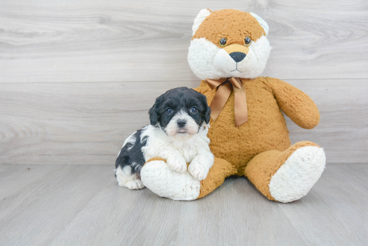 Fluffy Cavapoo Poodle Mix Pup