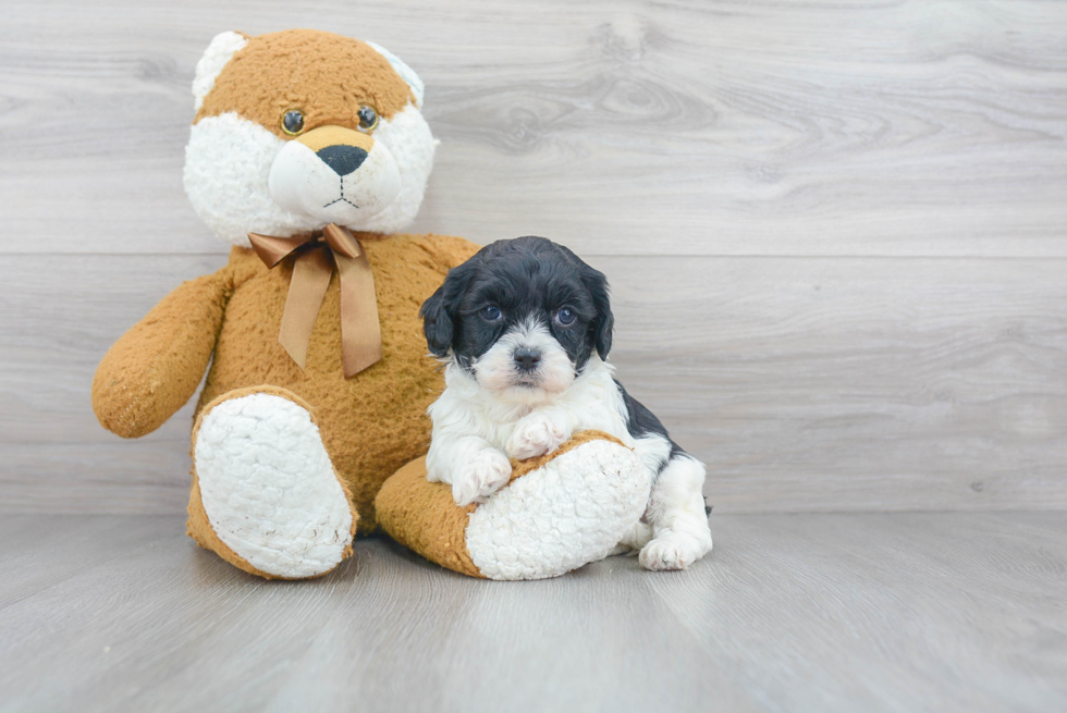 Cute Cavapoo Baby