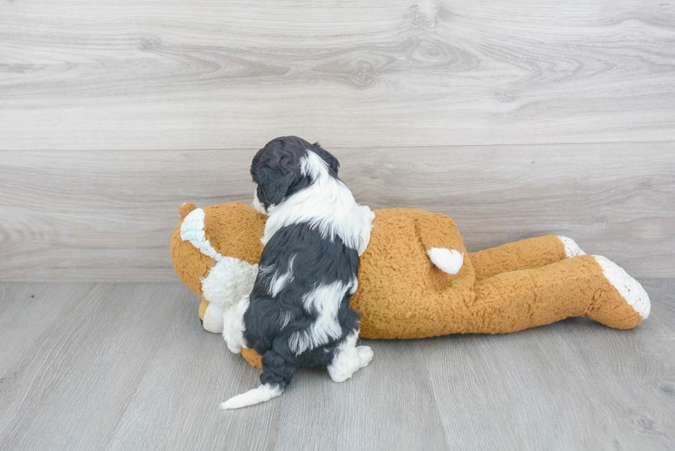 Petite Cavapoo Poodle Mix Pup