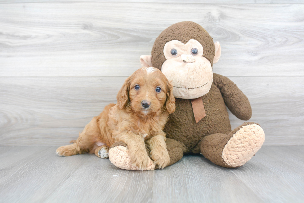 Small Cavapoo Baby