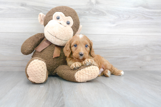 Petite Cavapoo Poodle Mix Pup