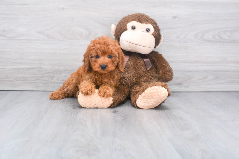 Funny Cavapoo Poodle Mix Pup