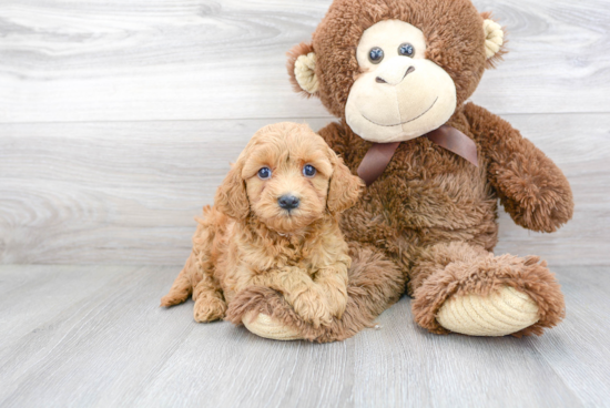 Cavapoo Pup Being Cute