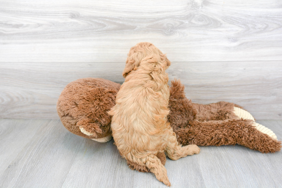 Fluffy Cavapoo Poodle Mix Pup