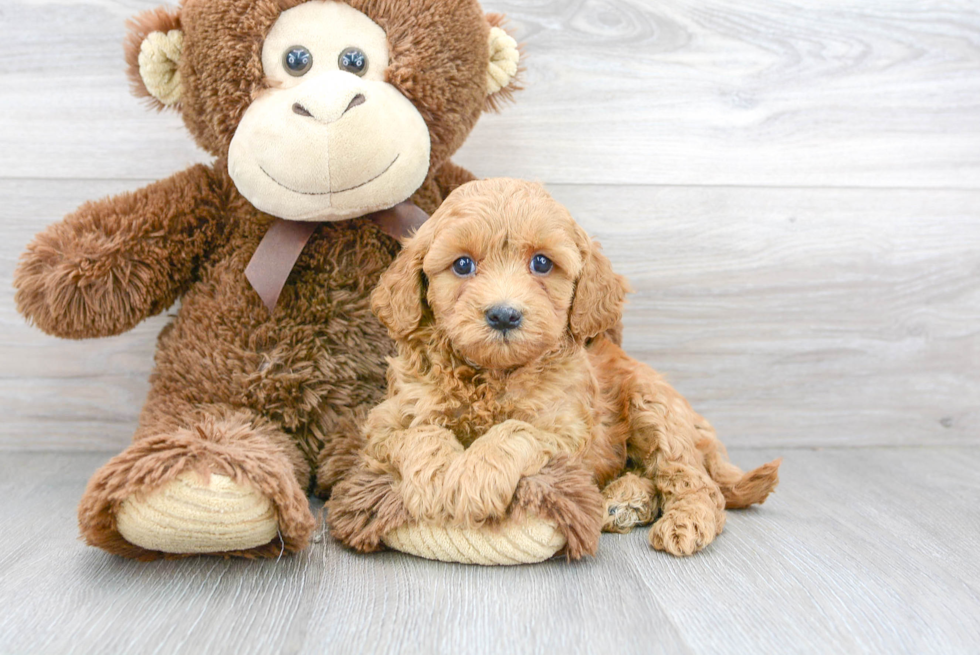 Cavapoo Puppy for Adoption