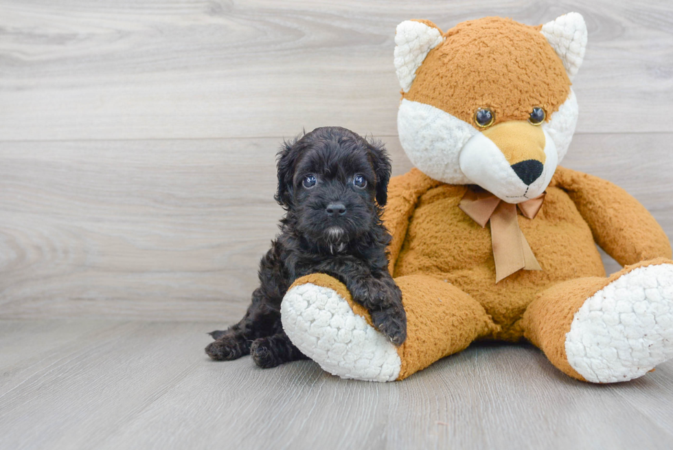 Cavapoo Pup Being Cute