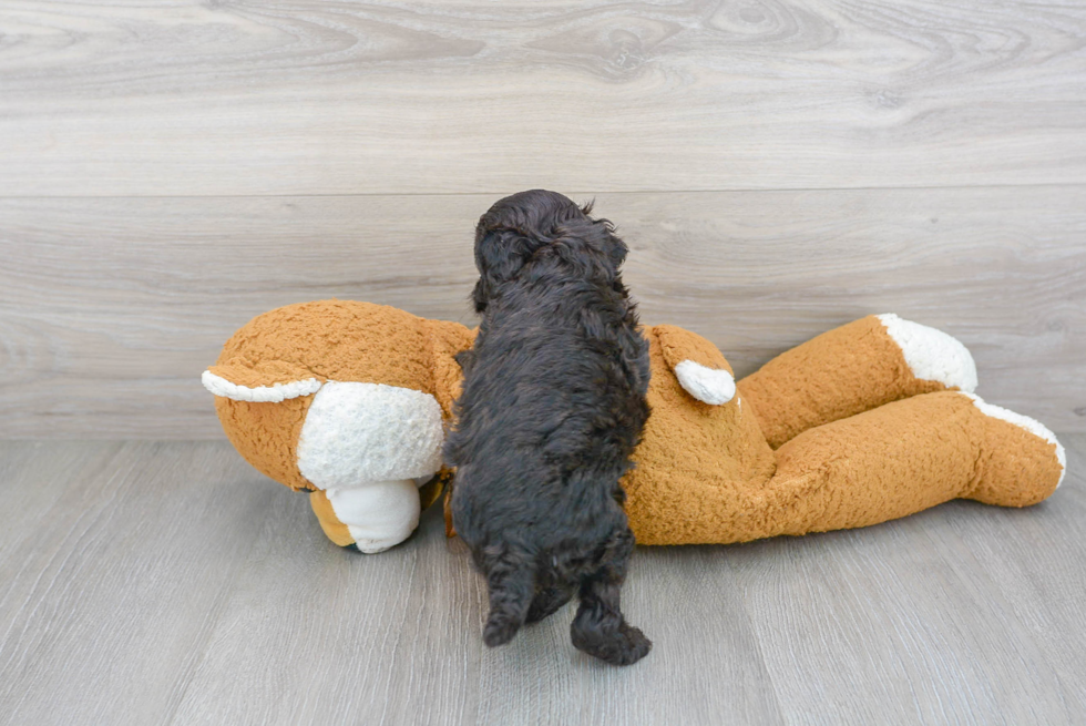 Cavapoo Pup Being Cute