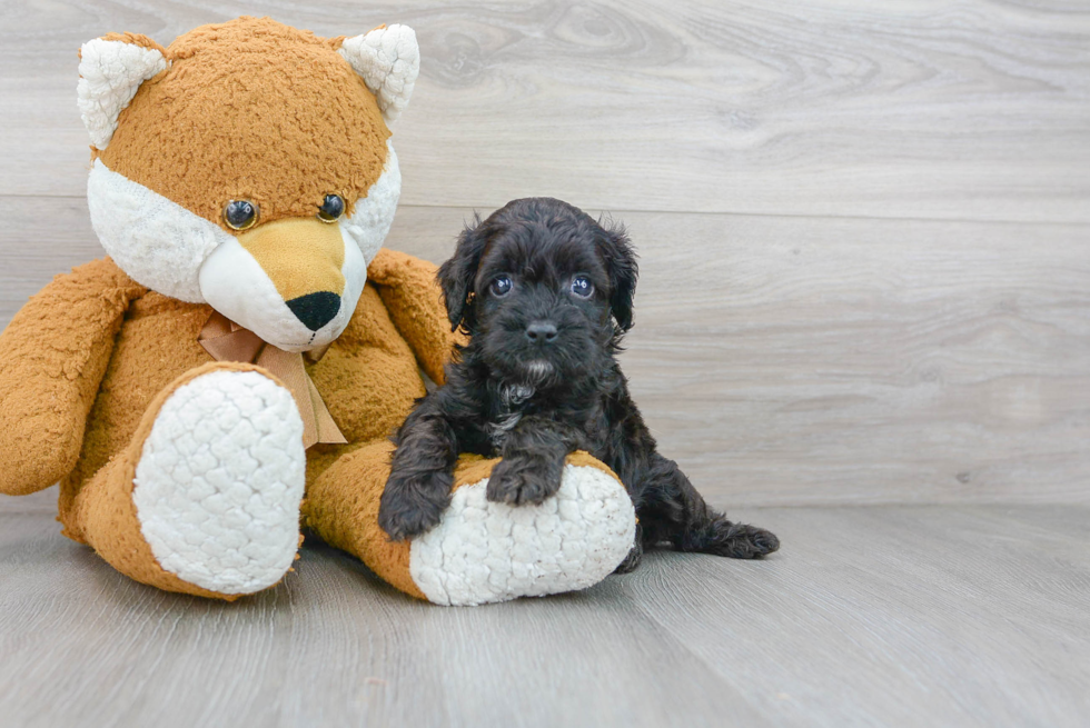 Sweet Cavapoo Baby