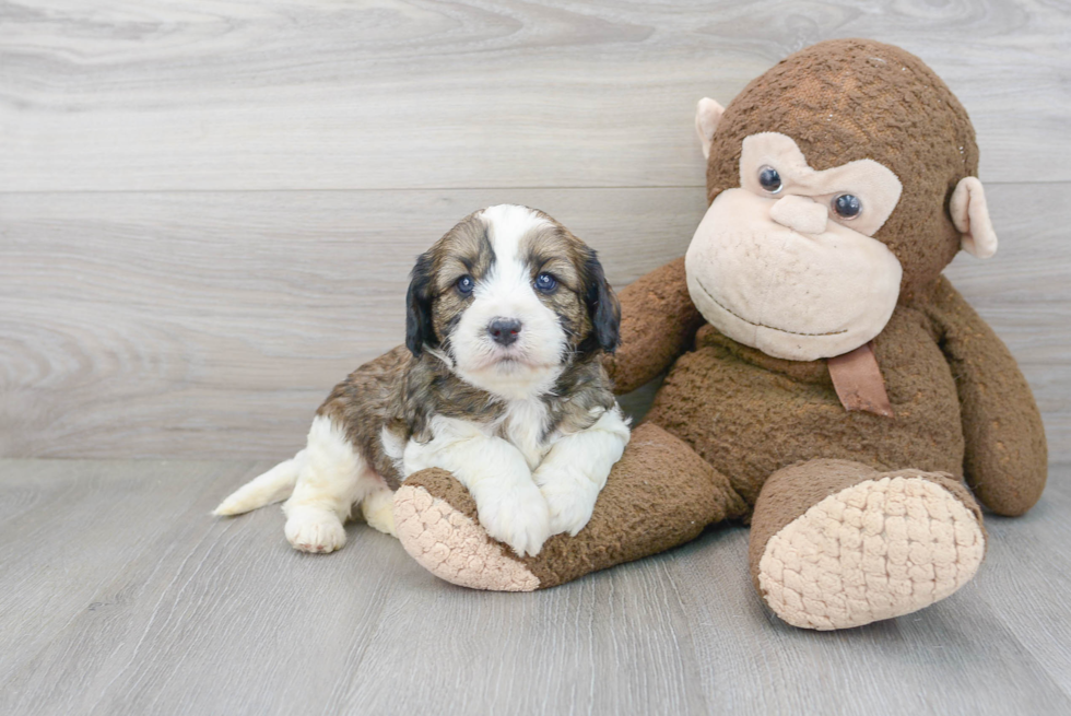 Funny Cavapoo Poodle Mix Pup