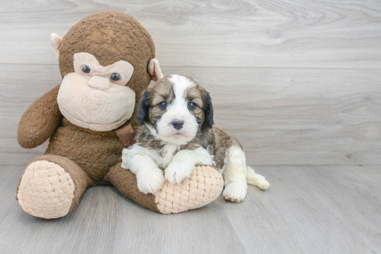 Best Cavapoo Baby