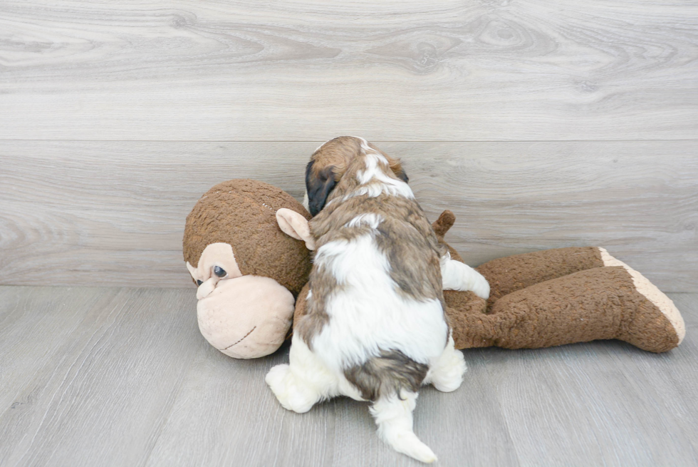 Small Cavapoo Baby