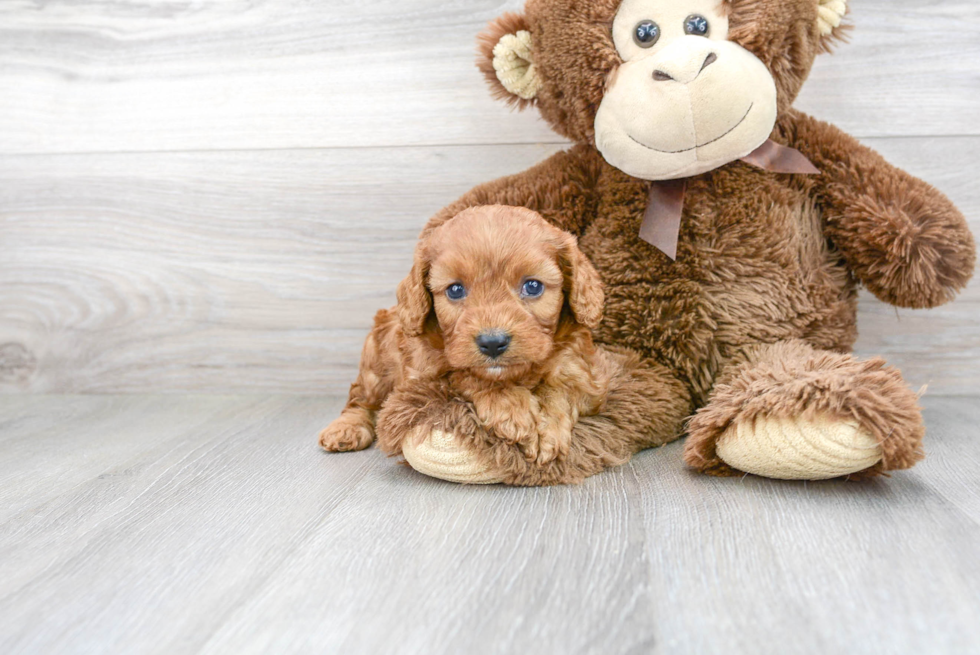 Best Cavapoo Baby