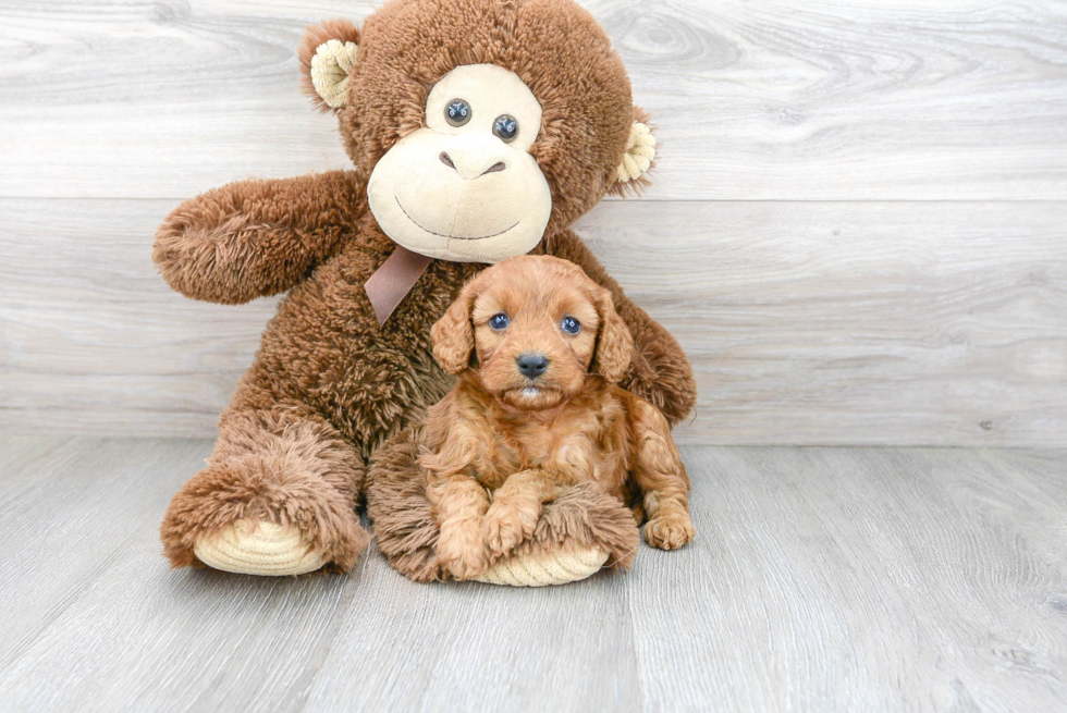 Cavapoo Puppy for Adoption