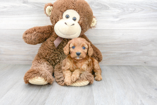 Cavapoo Puppy for Adoption