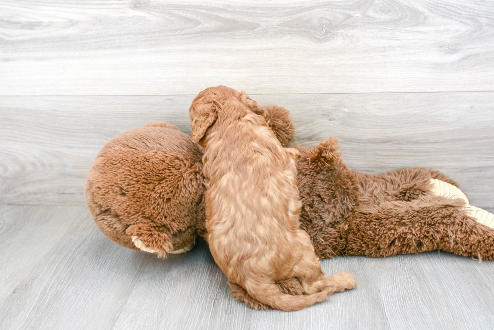 Funny Cavapoo Poodle Mix Pup