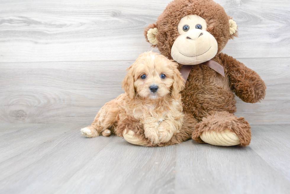 Best Cavapoo Baby