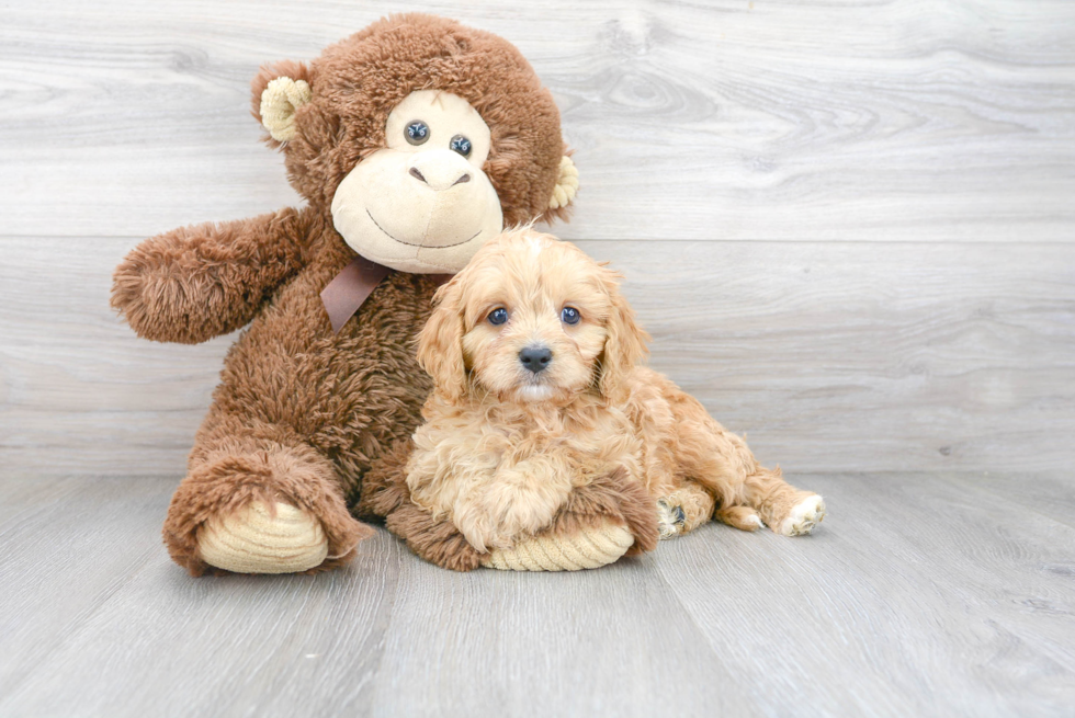 Fluffy Cavapoo Poodle Mix Pup