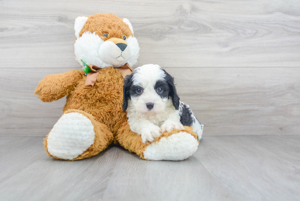 Cavapoo Pup Being Cute