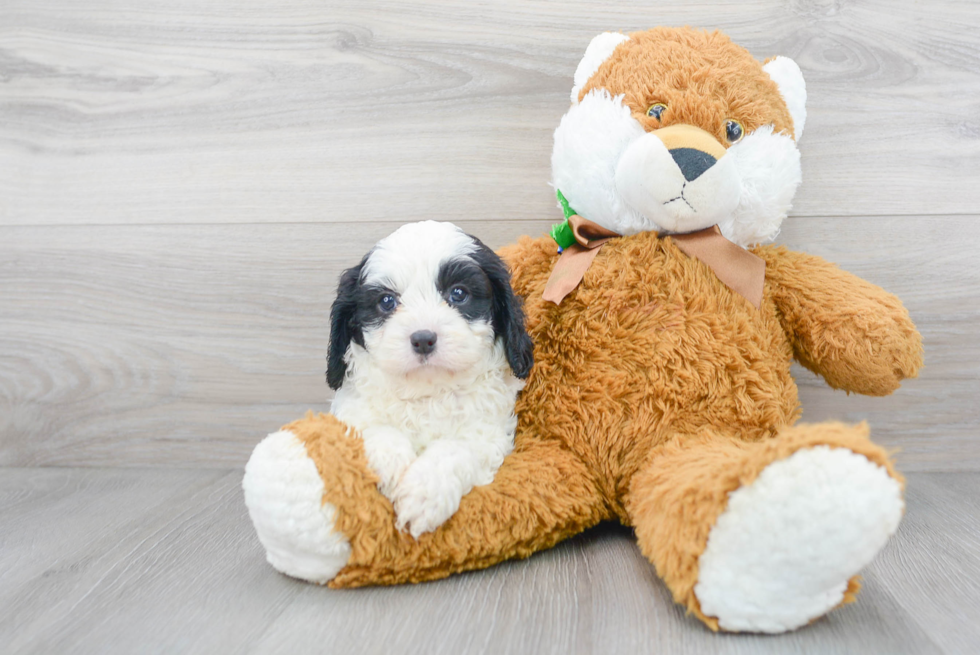 Best Cavapoo Baby