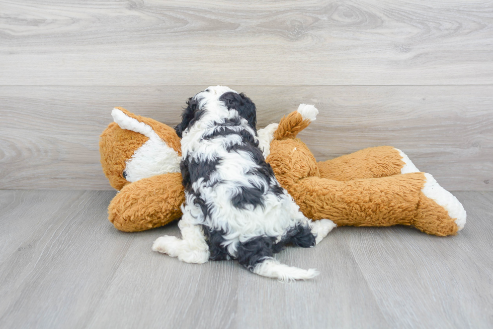 Hypoallergenic Cavoodle Poodle Mix Puppy