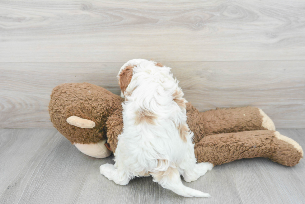 Energetic Cavoodle Poodle Mix Puppy