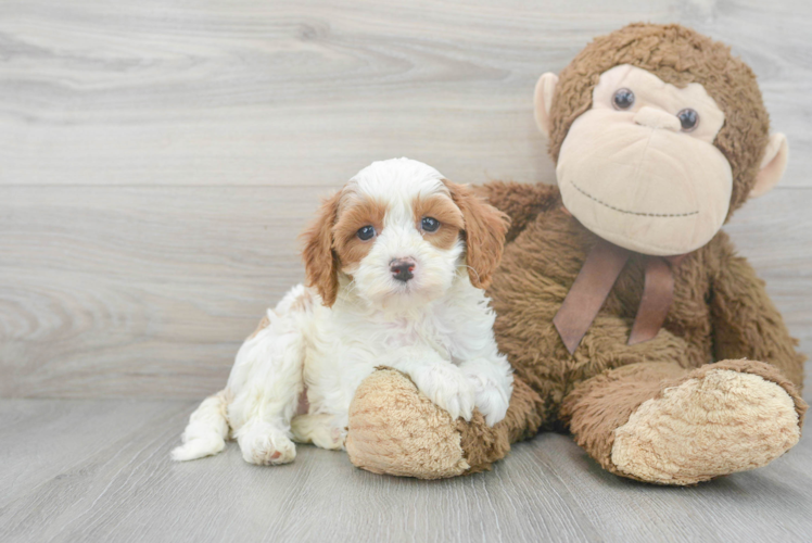 Popular Cavapoo Poodle Mix Pup