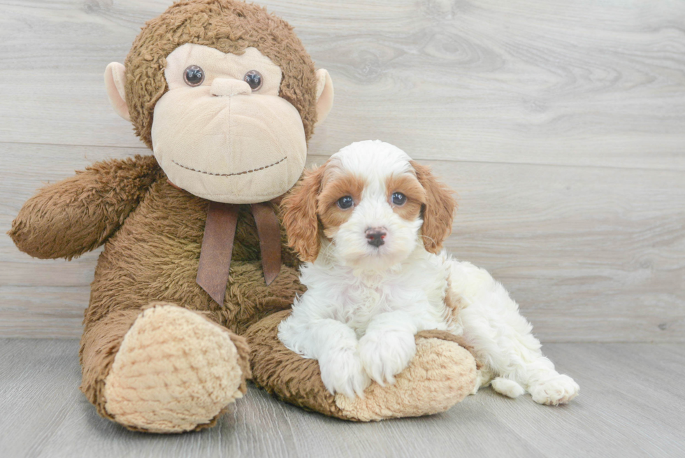 Energetic Cavoodle Poodle Mix Puppy